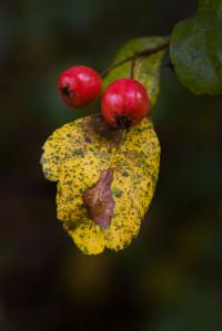 Crataegus laevigata (Hloh obecný 'Gireoudii')