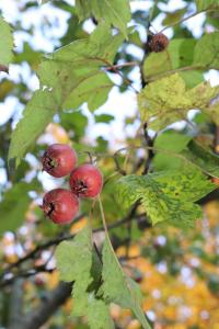 Crataegus pinnatifida (Hloh peřenoklaný)