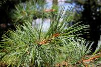 Pinus koraiensis (Borovice korejská 'Glauca')