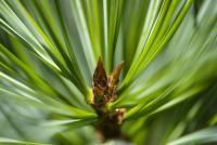 Pinus koraiensis (Borovice korejská 'Glauca')