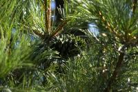 Pinus koraiensis (Borovice korejská 'Glauca')