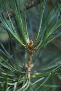 Pinus sylvestris (Borovice lesní 'Pyramidalis Glauca')