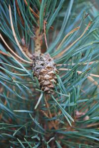 Pinus sylvestris (Borovice lesní 'Pyramidalis Glauca')