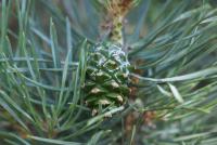 Pinus sylvestris (Borovice lesní 'Pyramidalis Glauca')