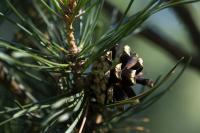 Pinus sylvestris (Borovice lesní 'Pyramidalis Glauca')