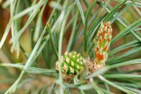 Pinus sylvestris (Borovice lesní 'Pyramidalis Glauca')