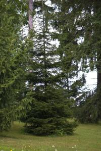 Picea orientalis (Smrk východní)