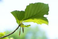 Fagus sylvatica (Buk lesní 'Zlatia')