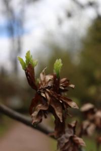 Fagus sylvatica (Buk lesní 'Cristata')