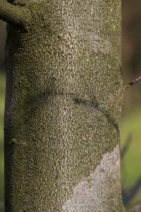 Fagus sylvatica (Buk lesní 'Roseomarginata')