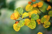 Fagus sylvatica (Buk lesní 'Rotundifolia' - podzimní listy)