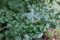 Fagus sylvatica (Buk lesní 'Rotundifolia')
