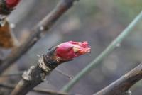 Paeonia suffruticosa (Pivoňka keřovitá)