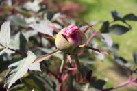 Paeonia suffruticosa (Pivoňka keřovitá)