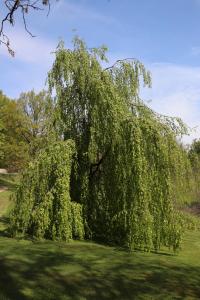 Buk lesní 'Pendula' - jarní habitus
