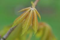 Aesculus x neglecta (Jírovec zanedbaný 'Erythroblastos')