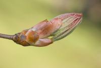 Aesculus x neglecta (Jírovec zanedbaný 'Erythroblastos')
