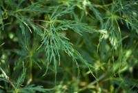 Acer palmatum (Javor dlanitolistý 'Dissectum')