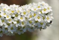 Spiraea x cinerea (Tavolník popelavý 'Grefsheim')