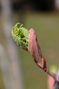 Acer pensylvanicum (Javor pensylvánský - rašení listu)