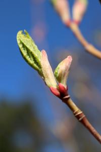 Acer pensylvanicum (Javor pensylvánský - rašící list)