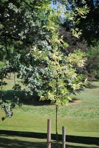 Fraxinus pennsylvanica (Jasan pensylvánský 'Aucubifolia')