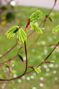 Acer circinatum (Javor okrouhlolistý)