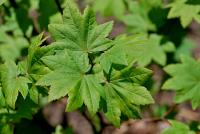 Acer circinatum (Javor okrouhlolistý)