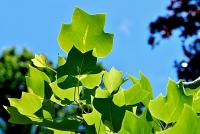 Liriodendron tulipifera (Liliovník tulipánokvětý 'Mediopictum')