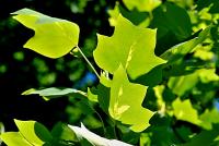 Liriodendron tulipifera (Liliovník tulipánokvětý 'Mediopictum')