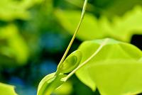 Liriodendron tulipifera (Liliovník tulipánokvětý 'Mediopictum')