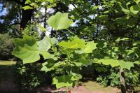 Liriodendron tulipifera (Liliovník tulipánokvětý 'Mediopictum')