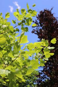 Liriodendron tulipifera (Liliovník tulipánokvětý 'Mediopictum')