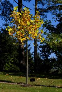 Liriodendron tulipifera (Liliovník tulipánokvětý 'Mediopictum' - podzimní habitus)