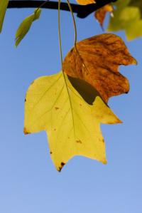 Liriodendron tulipifera (Liliovník tulipánokvětý 'Mediopictum')