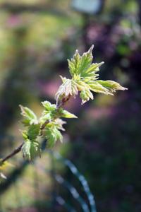 Acer miyabei (Javor Miyabeův)