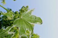 Liquidambar styraciflua (Ambroň západní 'Silver King')