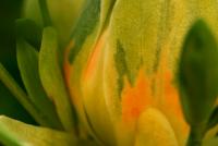 Liriodendron tulipifera (Liliovník tulipánokvětý 'Aureomarginatum')