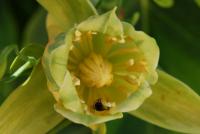 Liriodendron tulipifera (Liliovník tulipánokvětý 'Aureomarginatum')