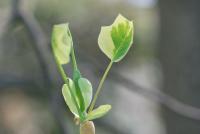 Liriodendron tulipifera (Liliovník tulipánokvětý 'Aureomarginatum')