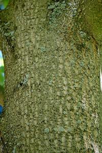 Liriodendron tulipifera (Liliovník tulipánokvětý 'Aureomarginatum')