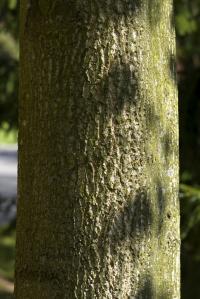 Liriodendron tulipifera (Liliovník tulipánokvětý 'Aureomarginatum')