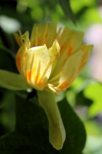 Liriodendron tulipifera (Liliovník tulipánokvětý 'Aureomarginatum')