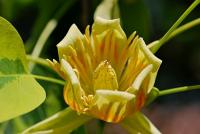 Liriodendron tulipifera (Liliovník tulipánokvětý 'Aureomarginatum')