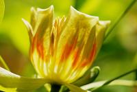 Liriodendron tulipifera (Liliovník tulipánokvětý 'Aureomarginatum')