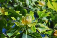 Liriodendron tulipifera (Liliovník tulipánokvětý 'Aureomarginatum')