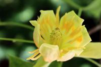 Liriodendron tulipifera (Liliovník tulipánokvětý 'Aureomarginatum')