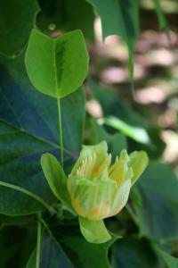 Liriodendron tulipifera (Liliovník tulipánokvětý 'Aureomarginatum')