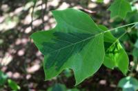 Liriodendron tulipifera (Liliovník tulipánokvětý 'Aureomarginatum')
