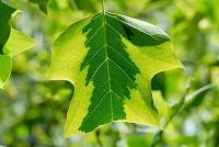 Liriodendron tulipifera (Liliovník tulipánokvětý 'Aureomarginatum')